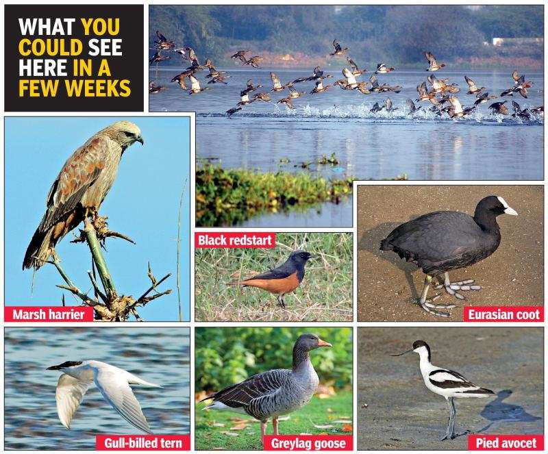 Upkeep still on as migratory birds start arriving at Okhla | Noida News -  Times of India