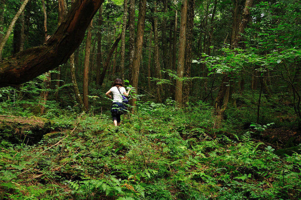 The Suicide Forest of Japan and its shocking truth!