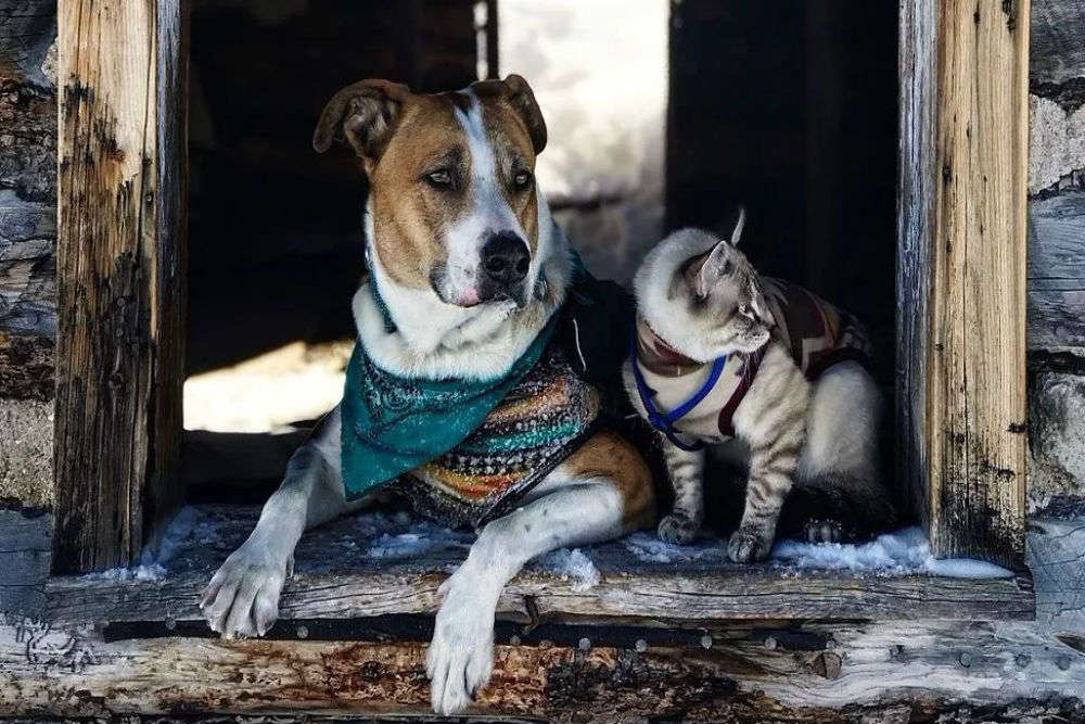 Meet Henry and Ballo, the super cute dog and cat duo travelling together