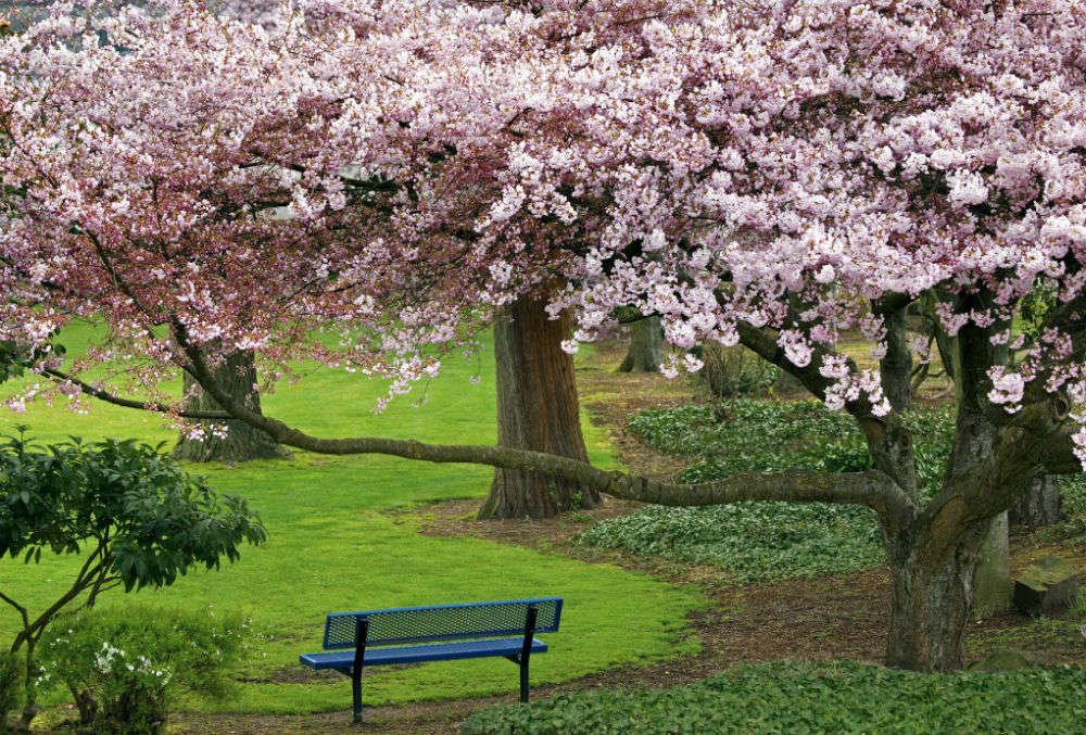 Dates for Shillong cherry blossom festival are finally out!