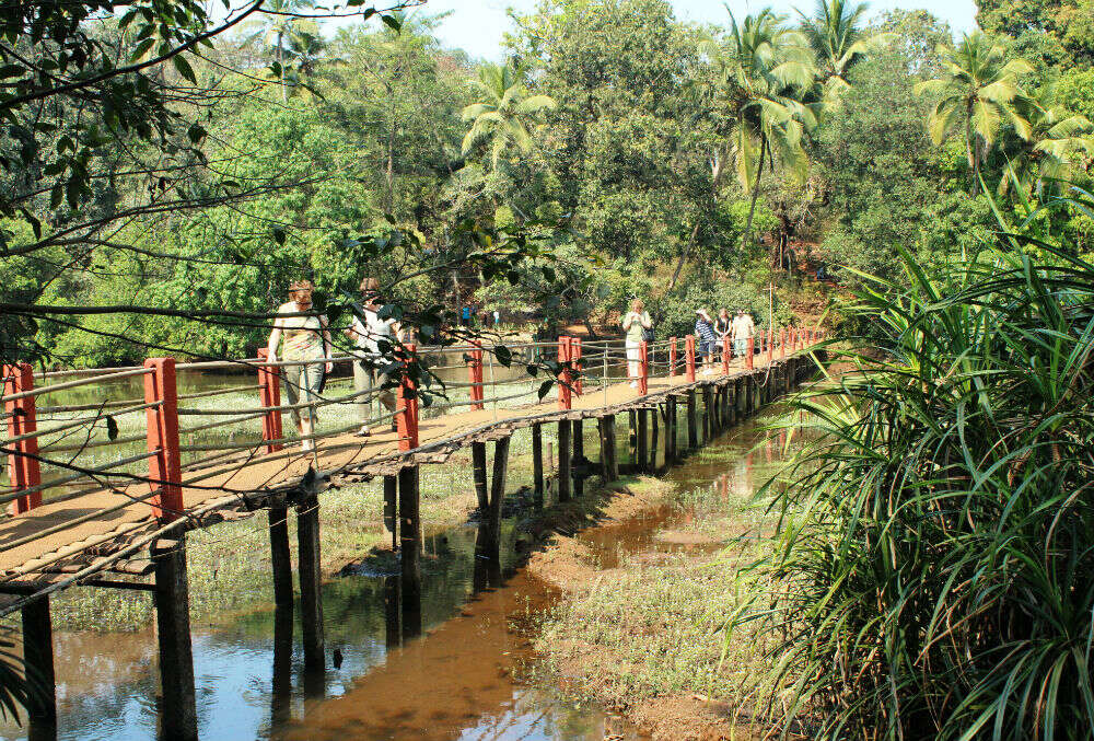 Spice plantation tours in Goa, a toast to the other side of this state