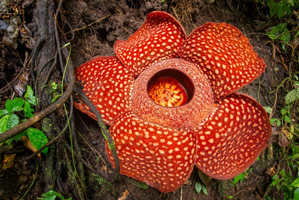 Travel to witness these weird flowers in the world