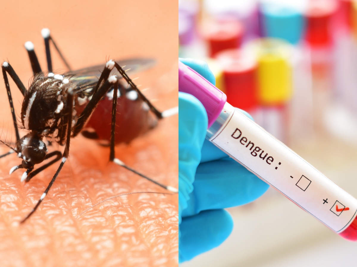 Dengue: When Should You Go For The NS1 Test? - Times Of India