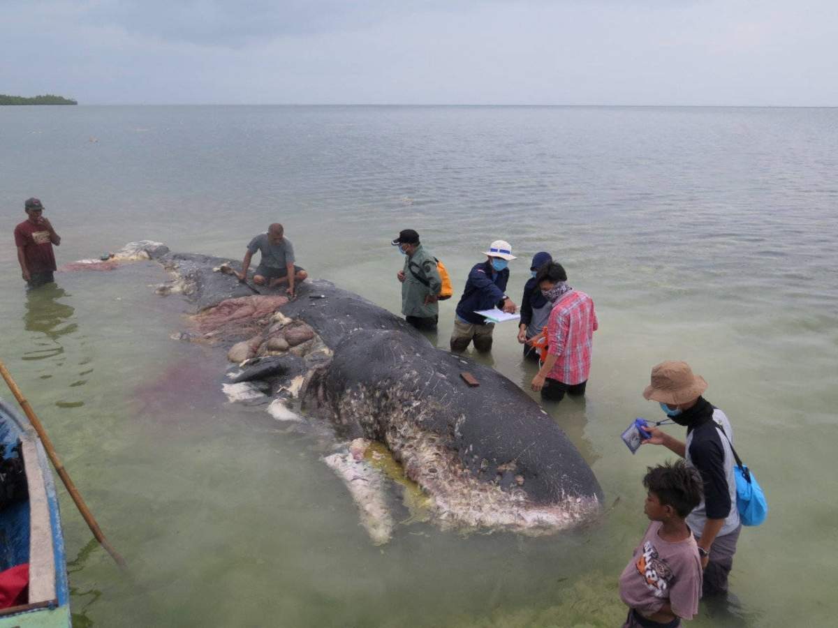 Dead whale with 1,000 plastic pieces in stomach found in Indonesia