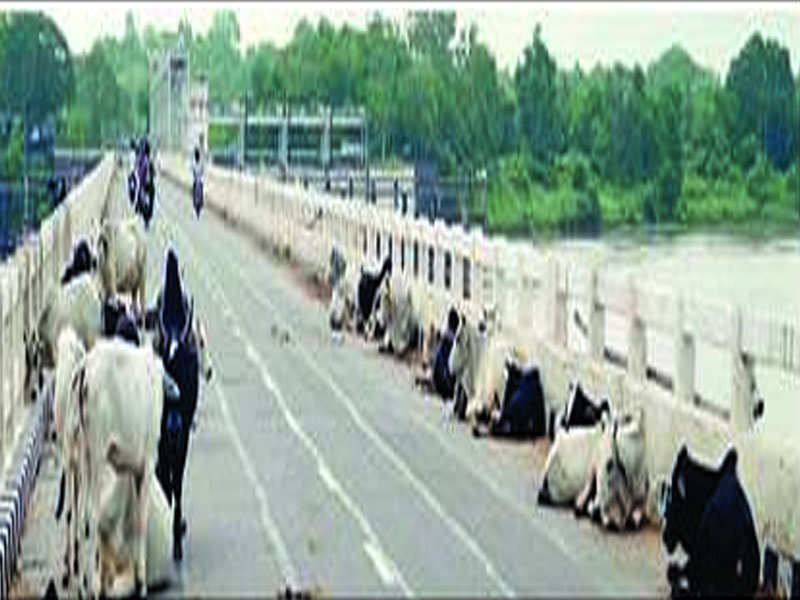File photo of a cattle resting along the Mundali bridge in Cuttack