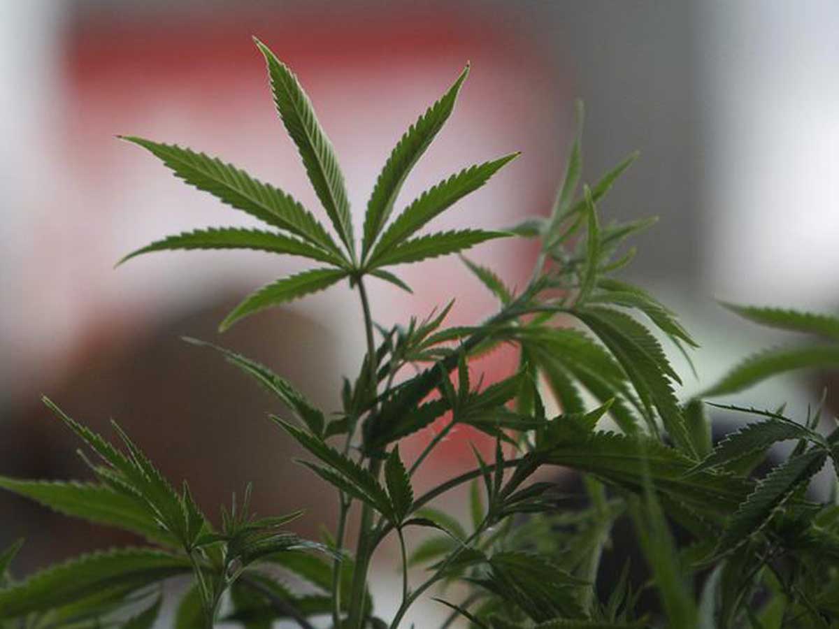 Cannabidiol Made In India Drugs Based On Weed Soon India News Times Of India