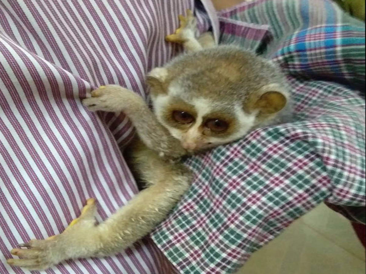 Forest department on lookout for mom of rescued slender loris | Trichy News  - Times of India