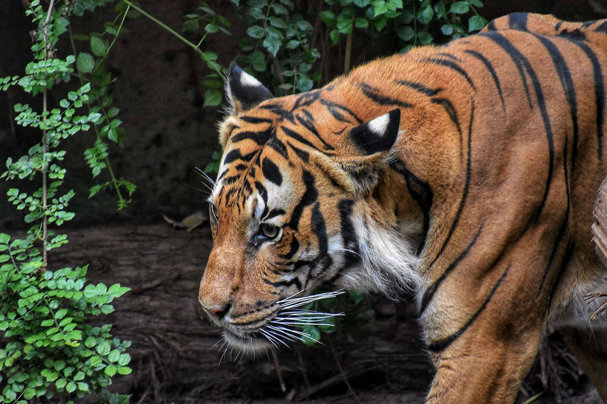 Bihar Tourism to promote ecotourism, starting with Valmiki Tiger Reserve