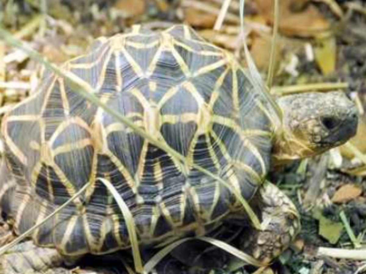 The Indian Star Tortoise (TOI)