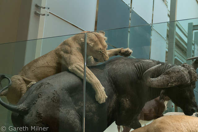 5 Indian museums for the wildlife lovers out there