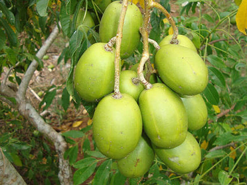 10 rare Indian fruits that are so tasty you must try them now