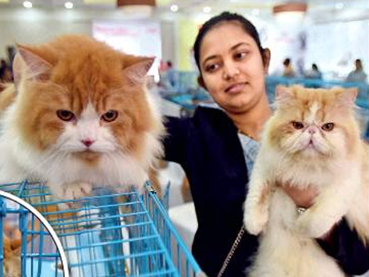 Maine Coon Cat Price Range In India - Baby Kitten Pics