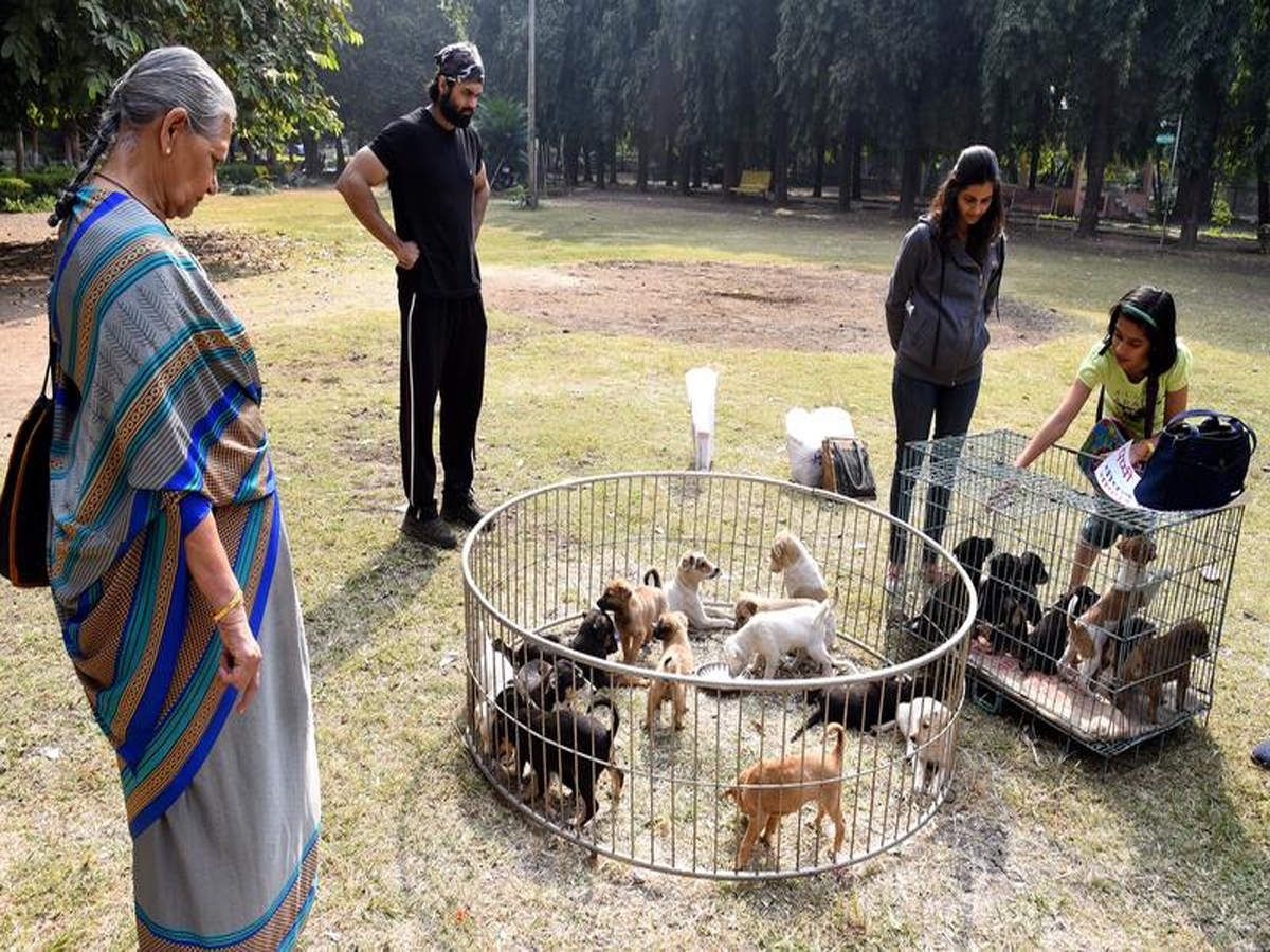 PfA adoption camp gives stray dogs permanent home in city | Nagpur News -  Times of India
