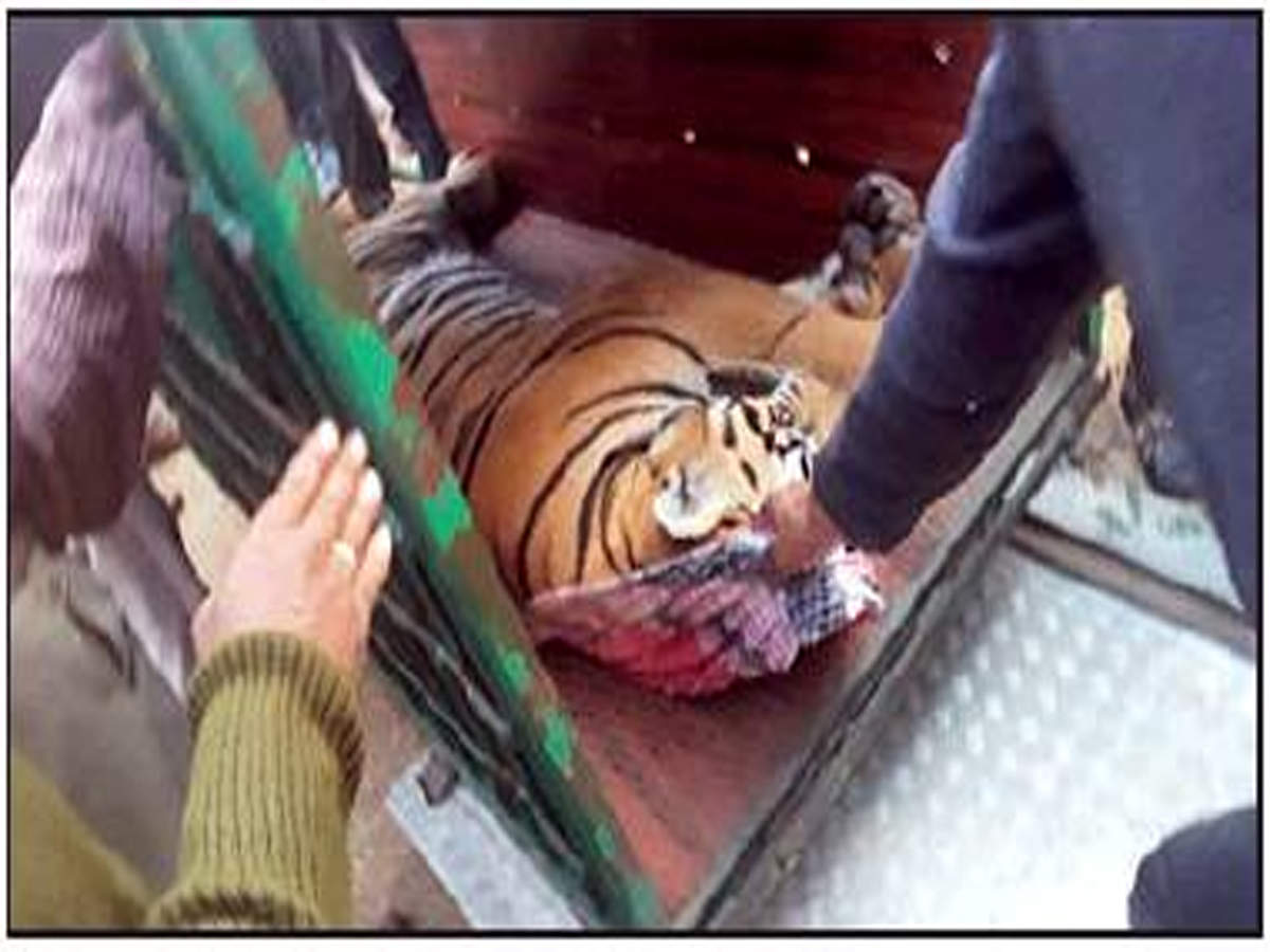 The tiger was captured after three days of intensive search