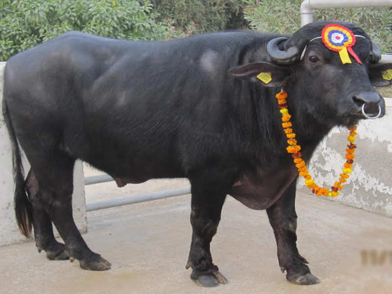 komplikationer Ufrugtbar Inspektion Murrah buffalo clone: 1st clone male Murrah buffalo turns 3 | Gurgaon News  - Times of India