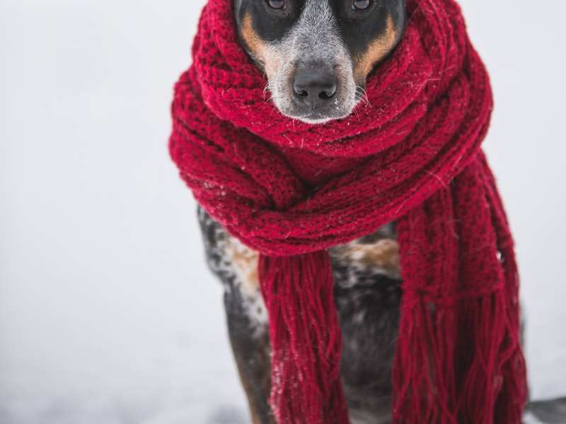 It's time to gear up for your pet's winter care