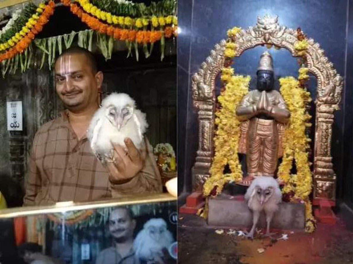 Devotees throng to watch 'mythological' bird at Lord Venkateswara ...