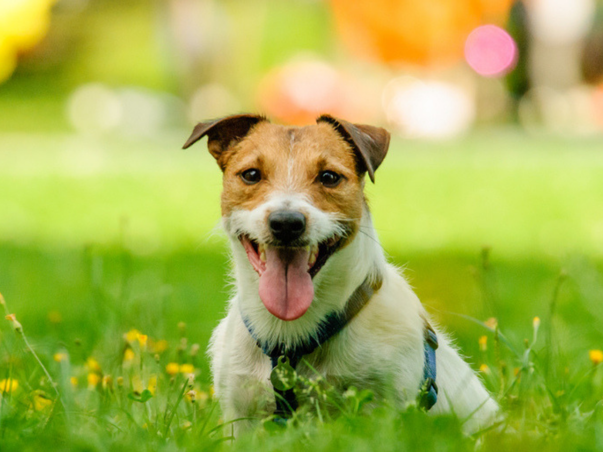 Looking for a place to set your furry companion free? Here are 5 dog-friendly parks in India