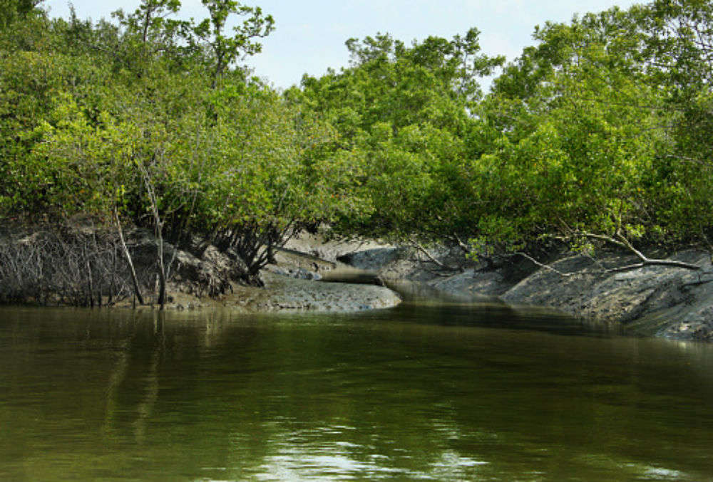 Sundarbans, which is 10 times bigger than the city of Venice, and its many facts