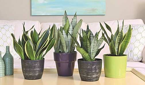 Stress Buster To Mood Enhancer How Indoor Plants Work Wonders In