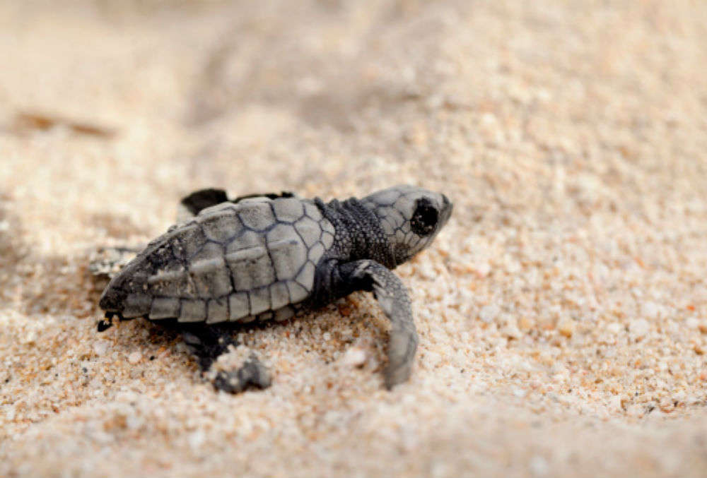 Turtle Tourism likely to be the next big thing in Odisha