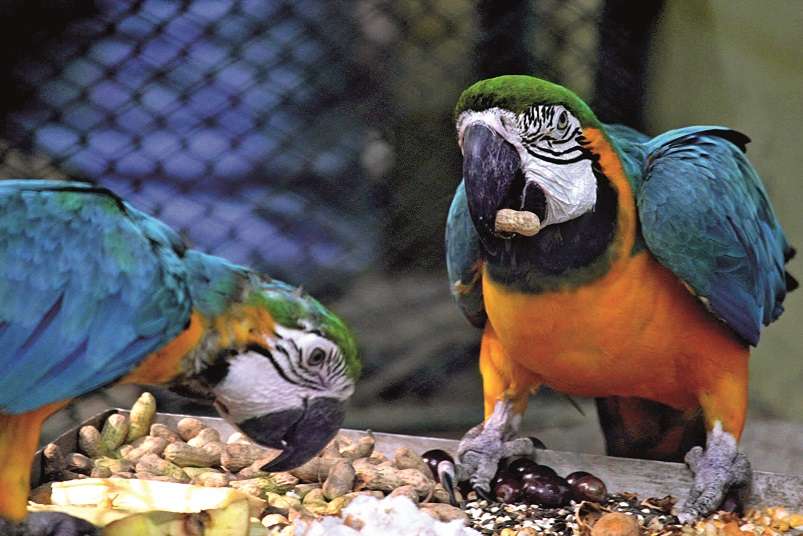 What's on the menu for Kolkata's Alipore zoo inmates? | Kolkata News -  Times of India
