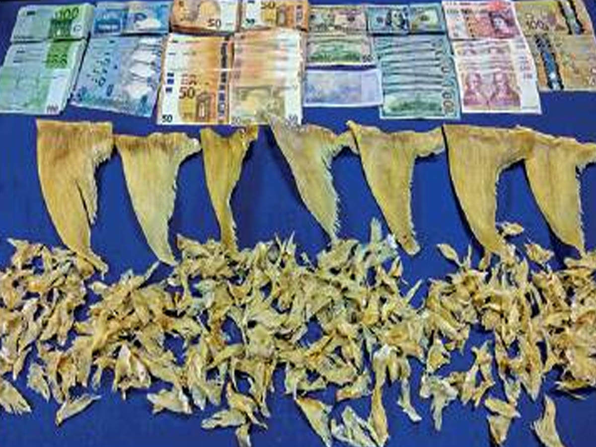 Customs Seizes Rs 8 Lakh Shark Fins Foreign Currency At Chennai - 