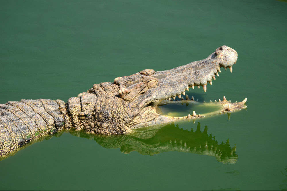 Crocodiles living in ponds located near Statue of Unity in Gujarat moved to make space for seaplane service