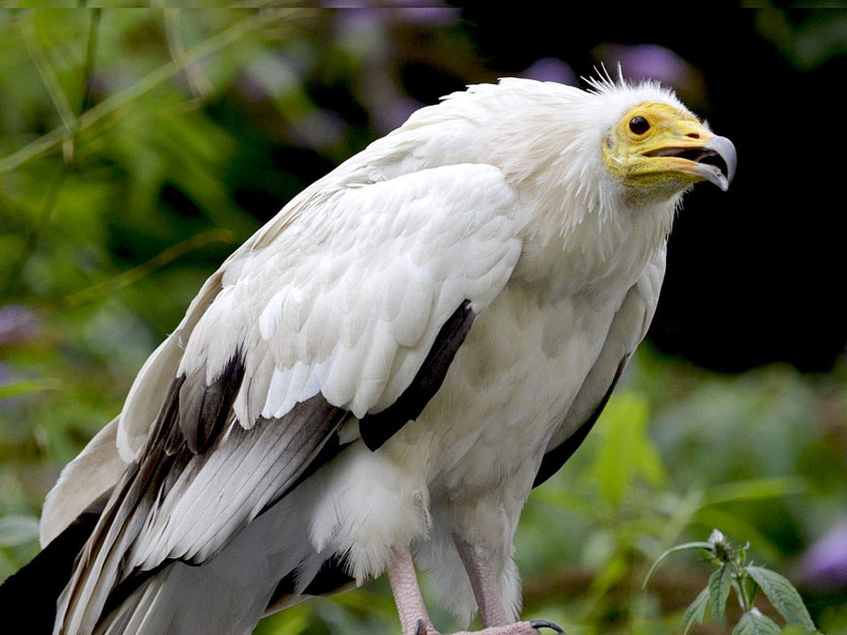 vulture and eagle