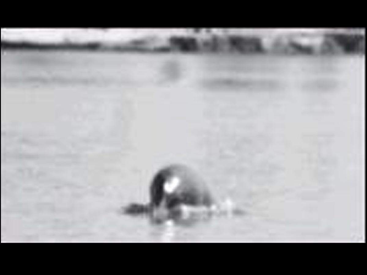 Indus river dolphin is Punjab's state aquatic animal | Chandigarh News -  Times of India