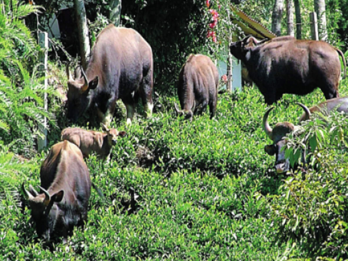 Foresters for holistic plan to check man-animal conflict | Chennai News -  Times of India