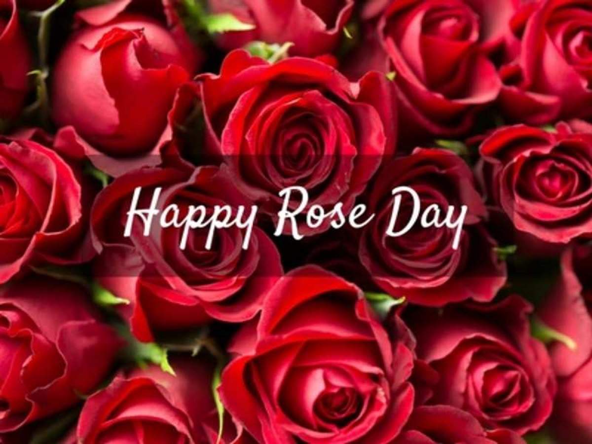 Happy Rose Day Wallpapers Wallpapers Heroes