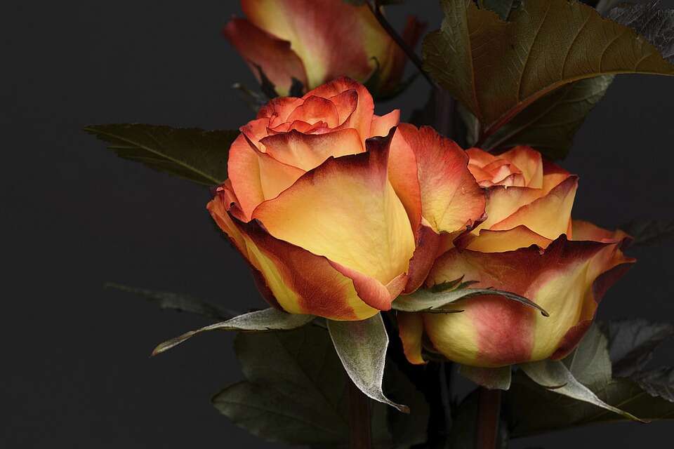 Happy Valentine's Day 2022
