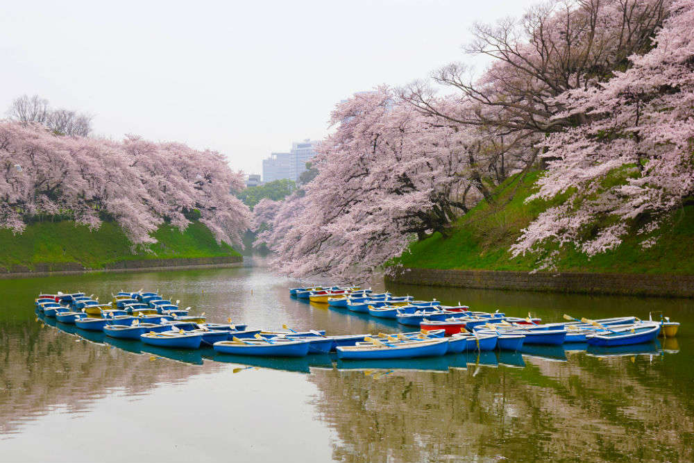 Japan’s flower cruise is the best way to witness the beauty of cherry blossoms