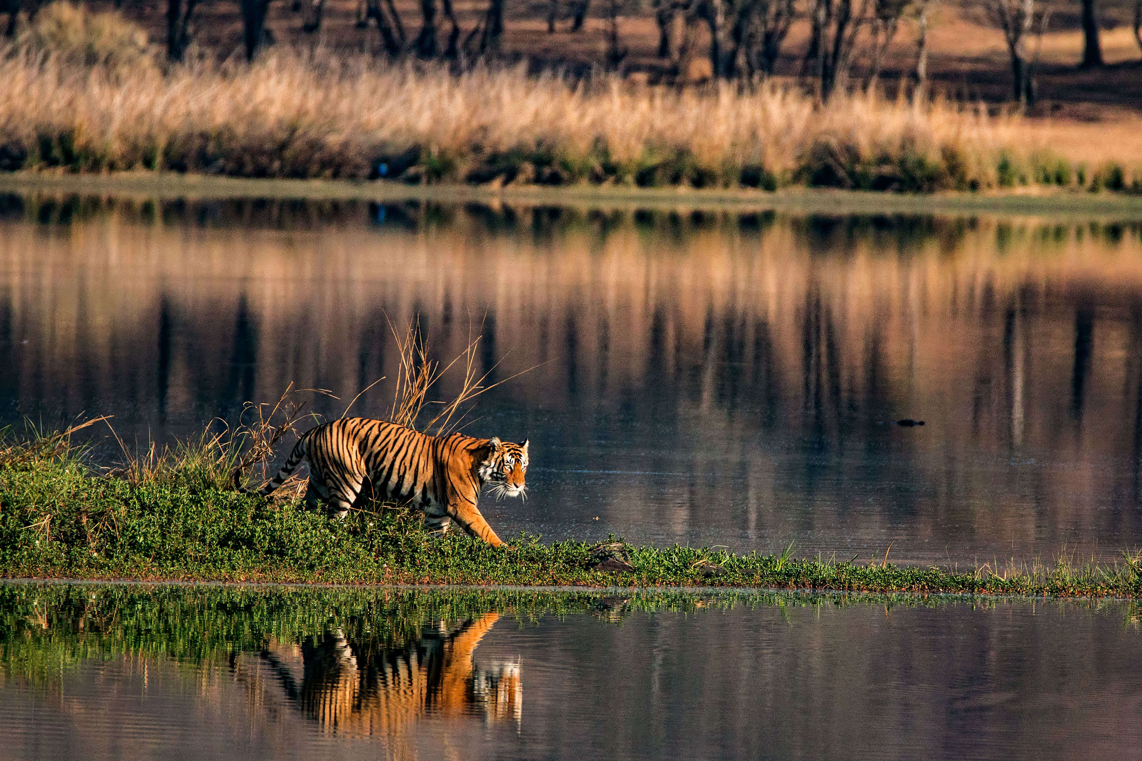 The ferocious swamp tigers of Sundarbans could get extinct in the next 50 years