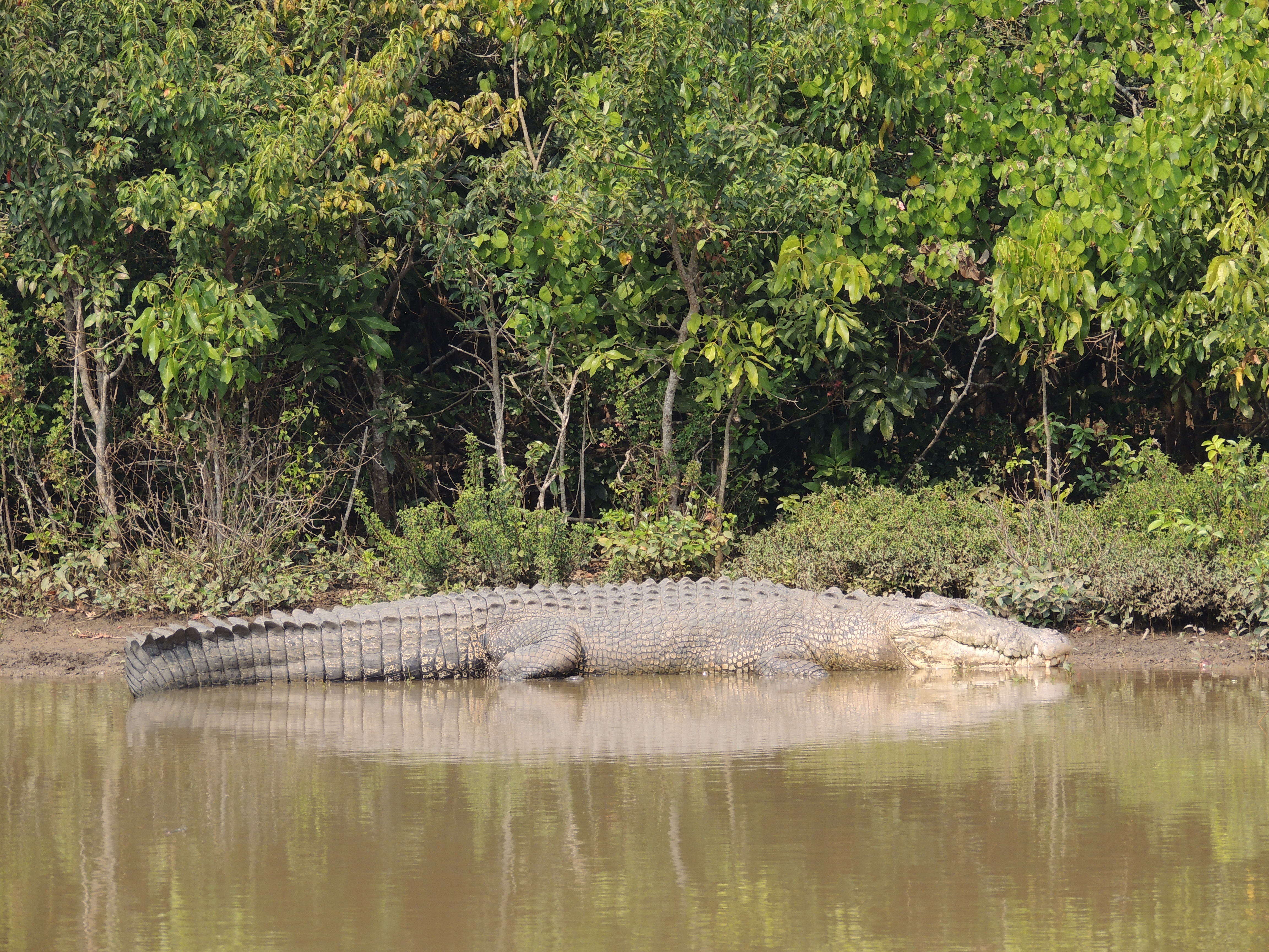 bhitarkanika tourism