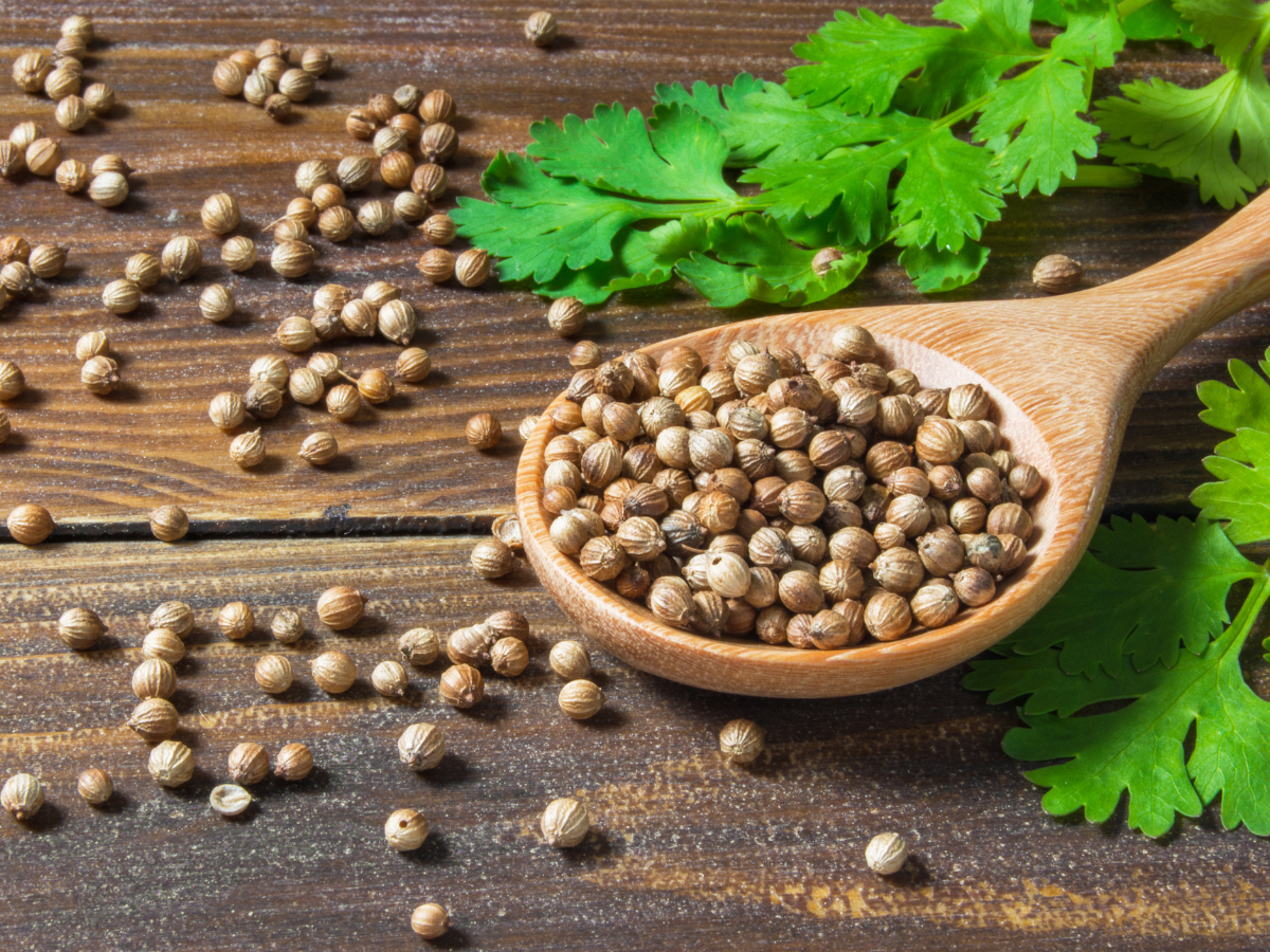 coriander seed and it's health benefits - times of india