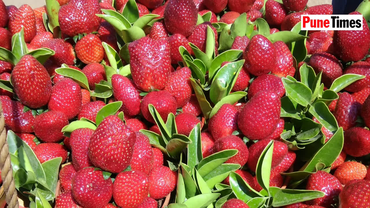 It Is A Strawberry Season In Mahabaleshwar Entertainment Times Of India Videos