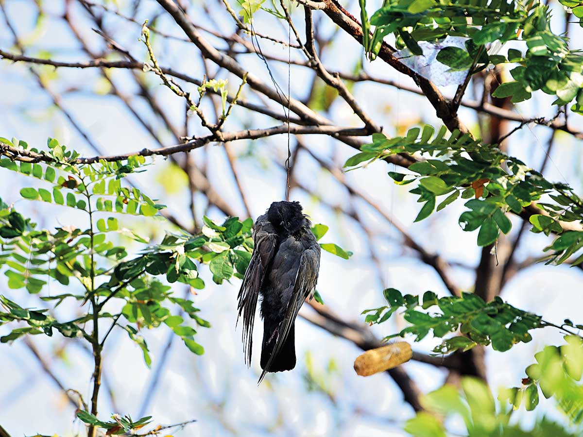 Activists demand crackdown on nylon manjas as birds’ lives hang by a thread, literally!