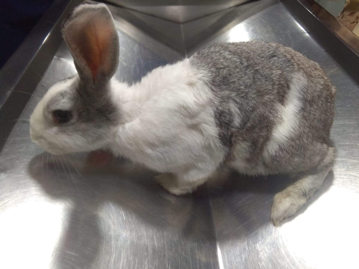Mumbai: Rabbit weighing 3kg operated upon, 500gm tumour removed ...