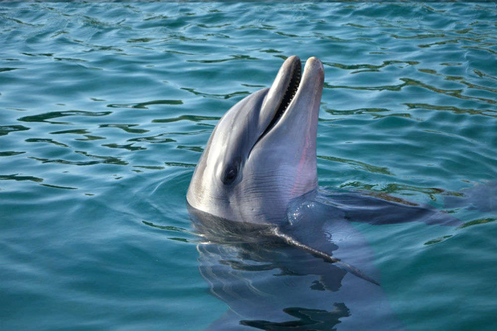 Stunning places to spot dolphins in India