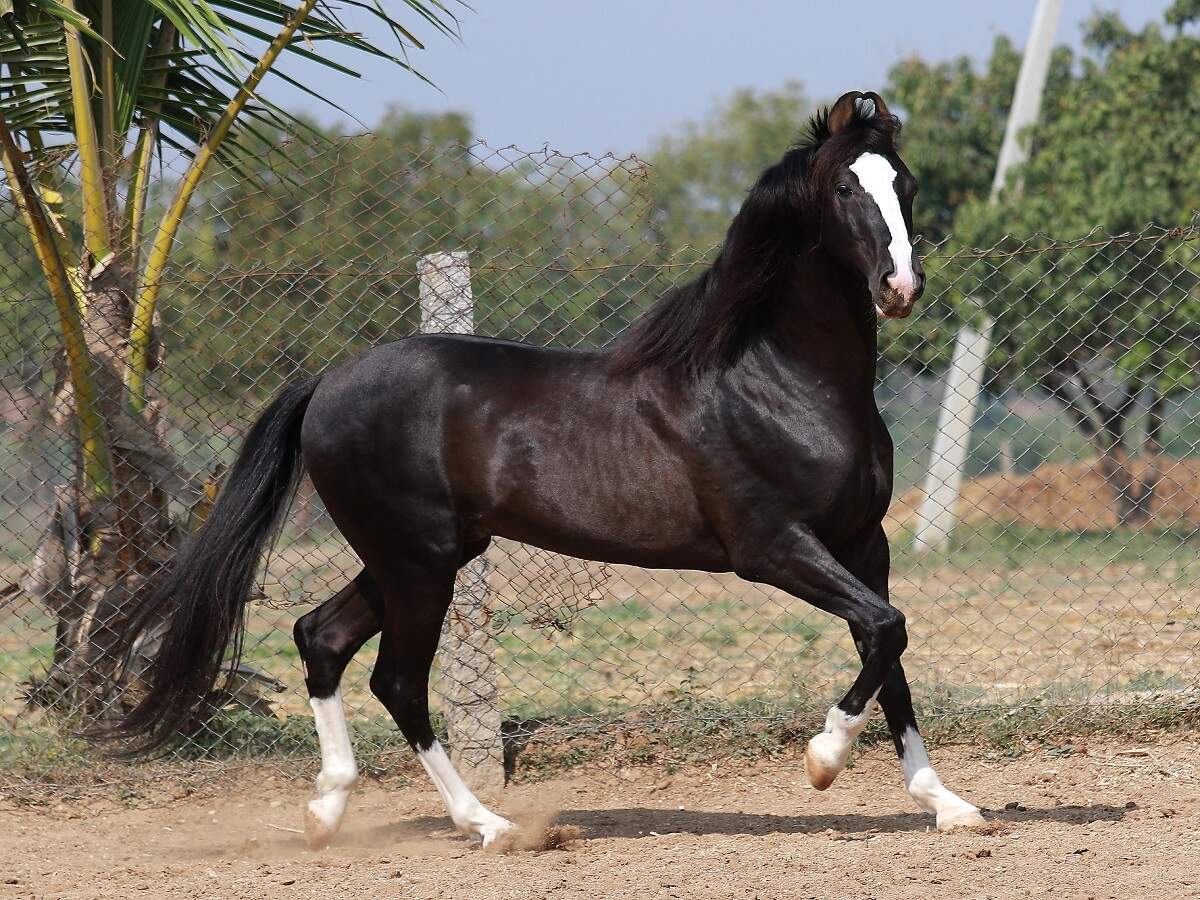 with Weekend horses | ... Course: of the News - Times Race Pune