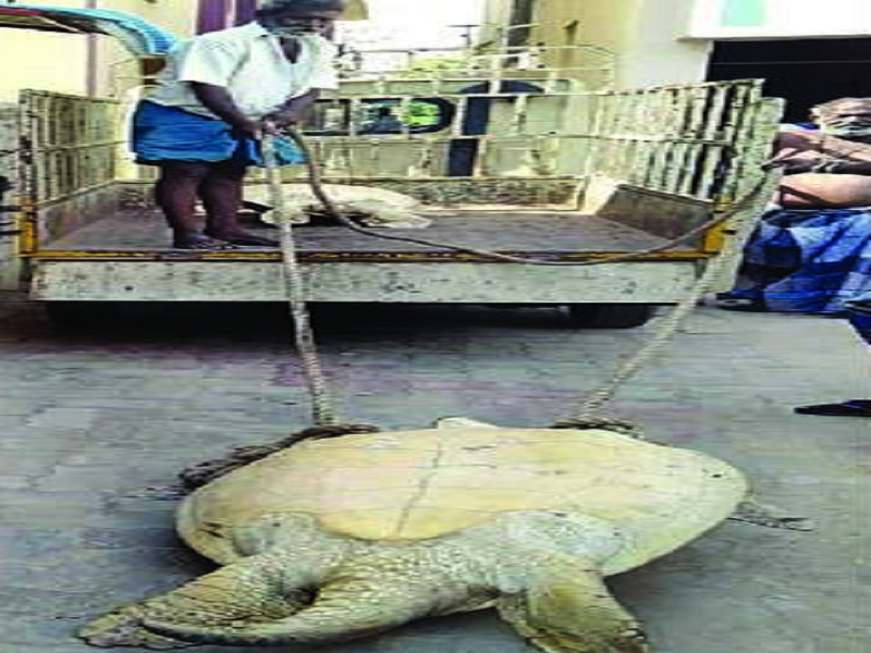 The turtles found there were huge, weighing 85 kg and 65 kg each