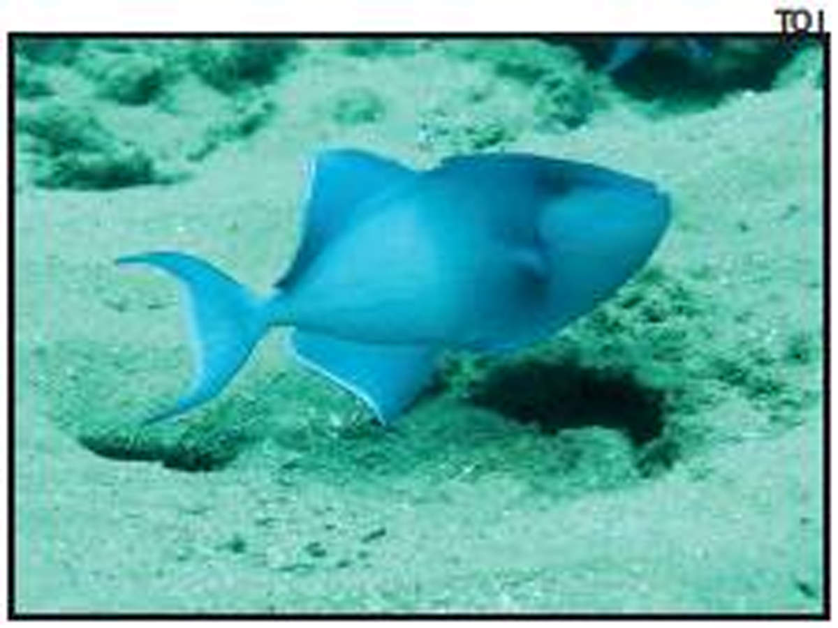LESSER-KNOWN VARIETY: Kochi, Munambam and Beypore are major landing centres of red-toothed triggerfish
