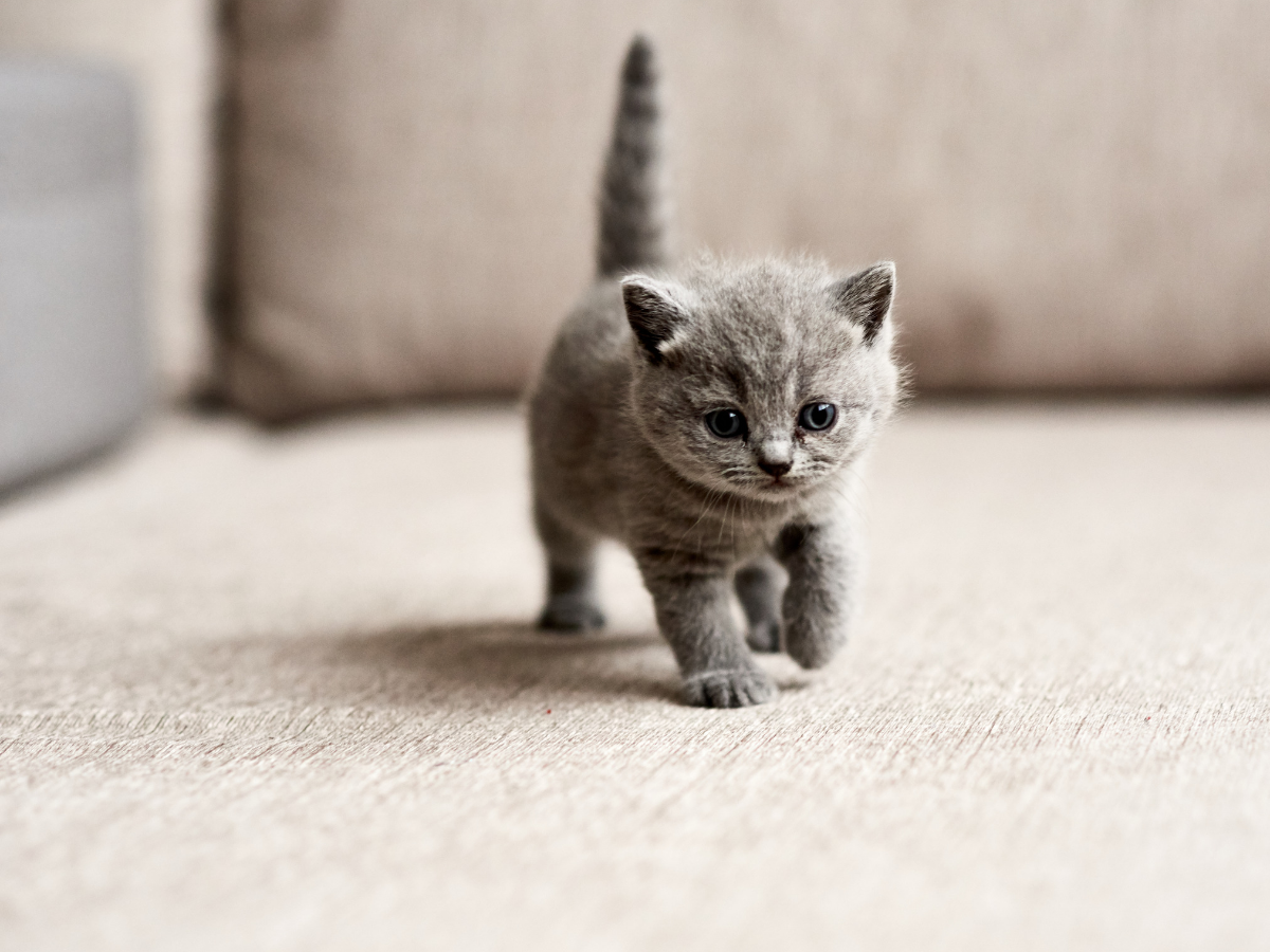 When and how to wean a KITTEN