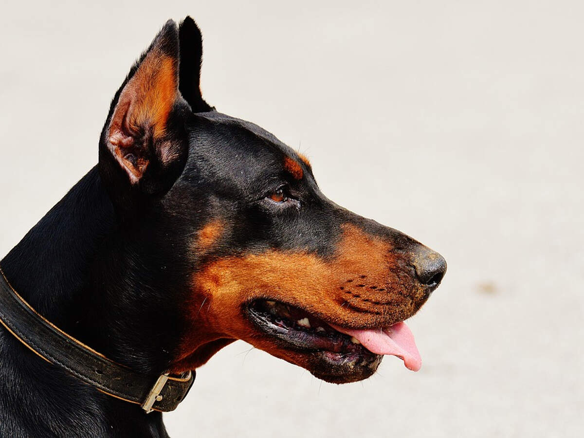 Legal notice to MCG for policy mandating registration of pet dogs | Gurgaon News - Times of India Legal notice to MCG for policy mandating registration of pet dogs | Gurgaon News - Times of India