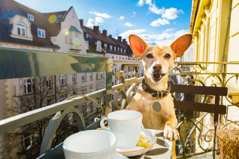 Pet-friendly cafes in India to go on a date with your furry friends!