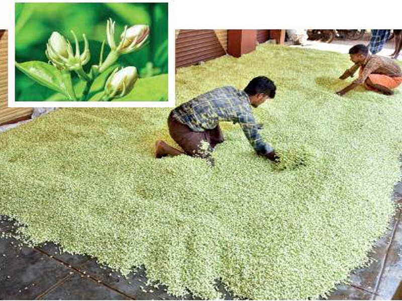 Jasmine Flower Farming In Karnataka Best Flower Site