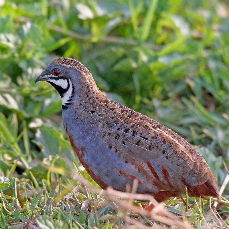 indian quail bird