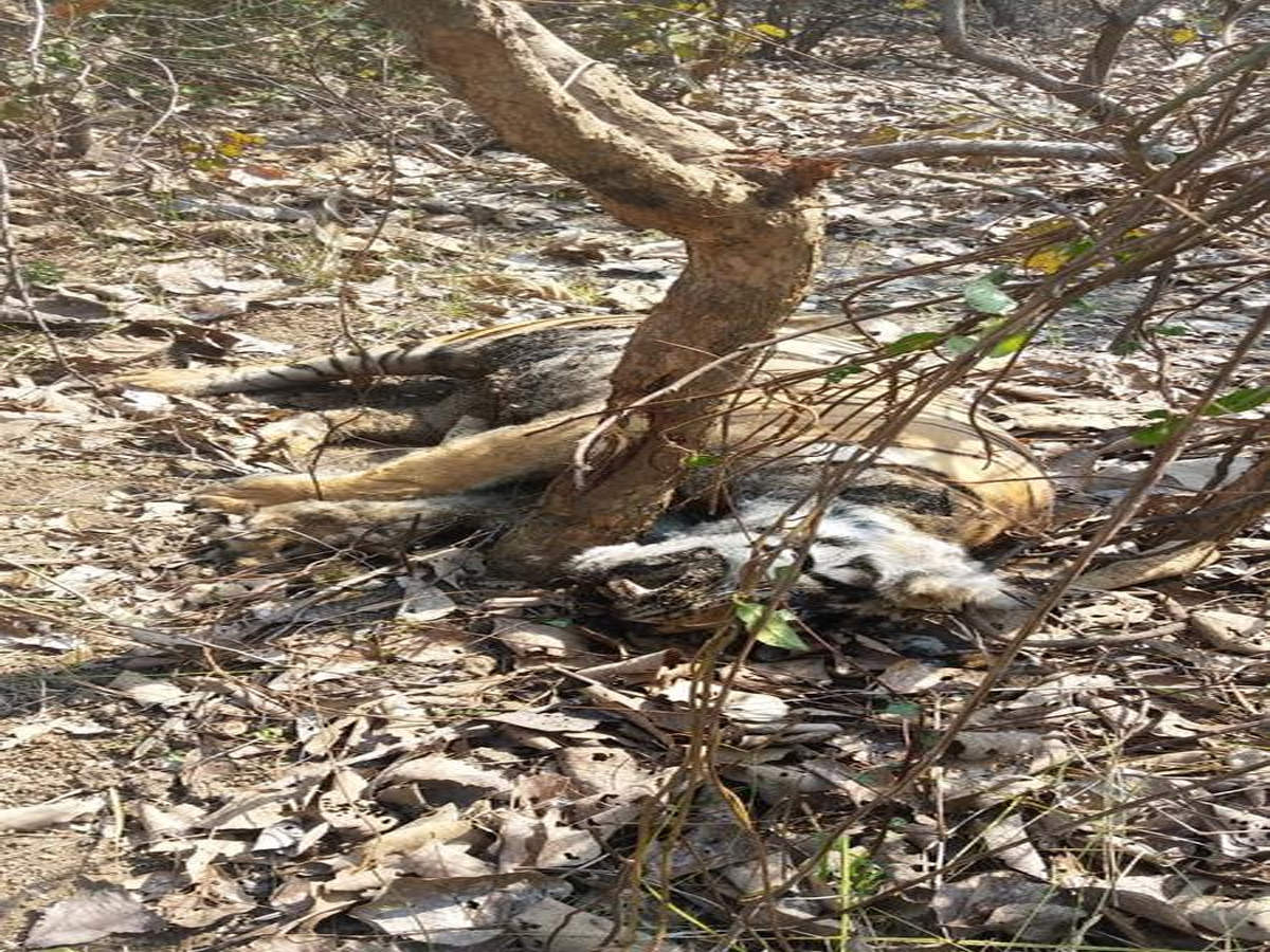 A sub-adult tigress was found dead on Saturday inside the core area of the Tadoba and Andhari Tiger Reserve (TATR). It died after its neck got entangled in a wire snare laid out by poachers